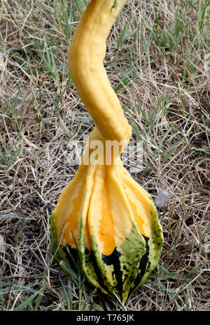 Les courges miniatures organiques, des citrouilles ornementales outdoor dans grass, Close up Banque D'Images