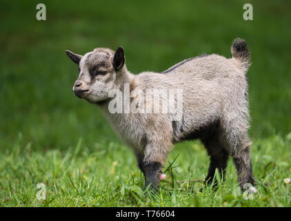 Chevre Bebe Gris Photo Stock Alamy