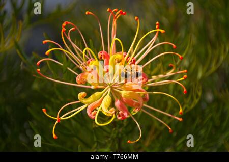 Abeille travaille sur un Grevillea 'Pêche' jaune, rose et orange flower Banque D'Images