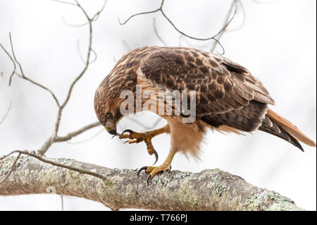Red-Tailed Hawk les serres de nettoyage après un repas. Banque D'Images