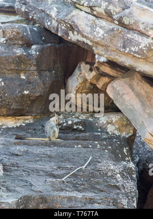 Un ​Natural Rock wallaby sur rock formation au Parc National de Kakadu, dans le Territoire du Nord de l'Australie Banque D'Images