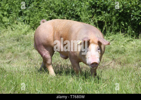 Porc de race Duroc à la ferme des animaux au pâturage Banque D'Images