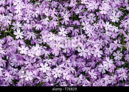 Phlox subulata ' Esmeralda ' Blue Ice, Creeping phlox Banque D'Images