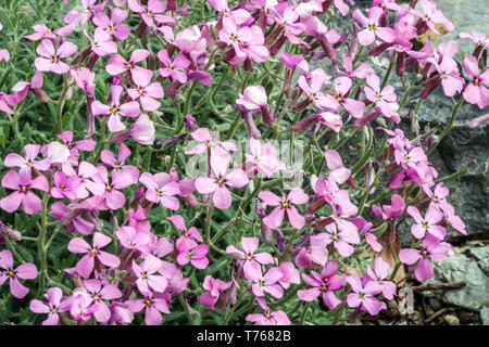 Aubrieta pinardii wallcress Pinards, Banque D'Images