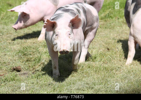 Les jeunes porcs de race Duroc sur terrain ferme summertime Banque D'Images