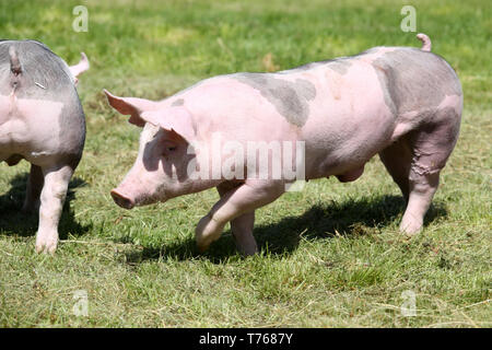 Duroc pig grazing sur le pré. Les jeunes porcs de race Duroc sur l'environnement naturel Banque D'Images