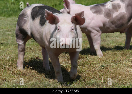 Les jeunes porcs de race Duroc sur terrain ferme summertime Banque D'Images