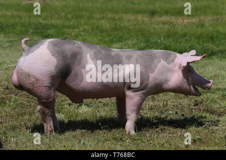 Les jeunes porcs de race Duroc sur l'environnement naturel Banque D'Images