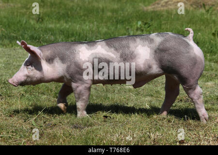 Les jeunes porcs de race Duroc sur terrain ferme summertime Banque D'Images