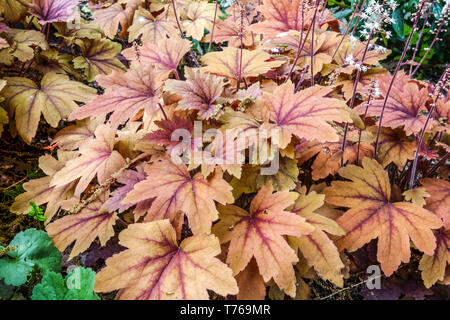 Heucherella 'Sweet Tea' bed Banque D'Images