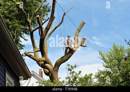 L'escalade et le démantèlement de l'arboriculteur orme avec tronçonneuse et gréements Banque D'Images
