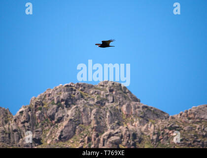 Un urubu à tête rouge (Cathartes aura) survolant les montagnes Comechingones à Villa de Merlo, San Luis, Argentine. Banque D'Images