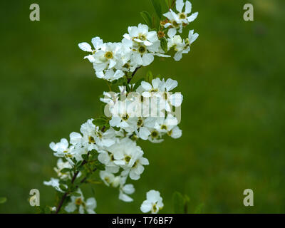 Fleurs jaunes sur un Euphorbia polychroma plante dans un jardin Banque D'Images