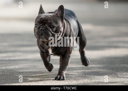 Close up shot plein air de bouledogue français animal sans laisse. Chiot mignon mâle est de prendre une marche Banque D'Images