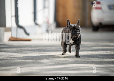 Bulldog gris français crier à l'extérieur par une journée ensoleillée. Freindly purebreed mammifère. Banque D'Images