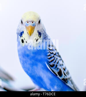 Bubi bleu perruche dans portrait photo avec tête jaune Banque D'Images