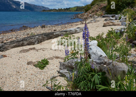 La floraison des lupins le long de la côte d'eaux bleu azur Lago General Carrera en Patagonie, Chili Banque D'Images