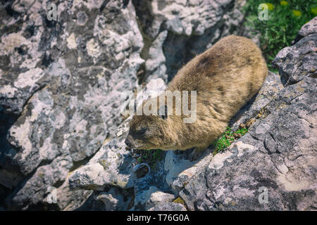 Gros plan d'un rocher ou d'hyrax dassie sur haut de Table Mountain, Cape Town Afrique du Sud Banque D'Images