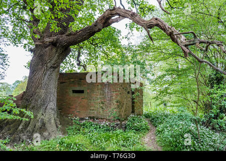 Seconde Guerre mondiale Type 24 tambourin avec construction en brique et en béton recouvert d'échappatoires en dessous d'une branche de l'arbre de travers dans un environnement boisé Banque D'Images