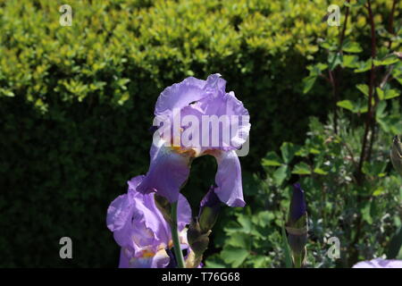 Violet et bleu iris fleurs gros plan sur fond vert de jardin. Journée ensoleillée. Lot d'iris. Grand cultivé flowerd d'iris, iris germanica . Banque D'Images