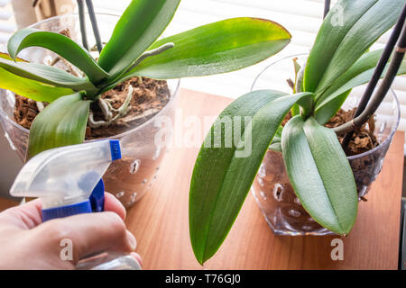Man main pulvérise les feuilles orchidée Phalaenopsis avec de l'eau fraîche et la rosée sur les feuilles. Orchid Mist à la maison. Maison et jardin botanique fleurs concept. Close up Banque D'Images