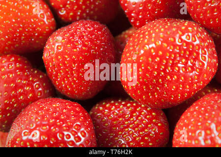 Fraises fraîches cueillies à partir d'un jardin. Banque D'Images