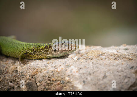 Lézard vert de l'Est, Lacerta viridis,au soleil sur les rochers. Banque D'Images