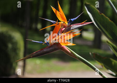 Fleur coloré oiseau du paradis - Strelitzia reginae blossom dans Botanic garden Banque D'Images