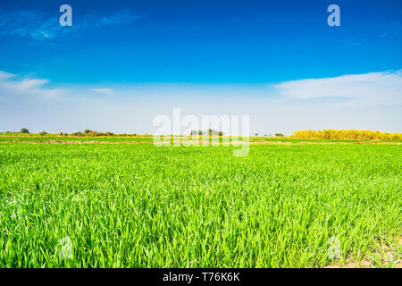 De magnifiques champs de blé dans la province du Punjab au Pakistan ,paysage avec ciel bleu en arrière-plan. Banque D'Images