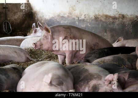 La photo en gros plan de truies porcs puissant lors de la pose dans la grange Banque D'Images