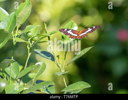 Photo d'un papillon Amiral eurasien reposant sur un congé dans une ferme aux papillons. Banque D'Images