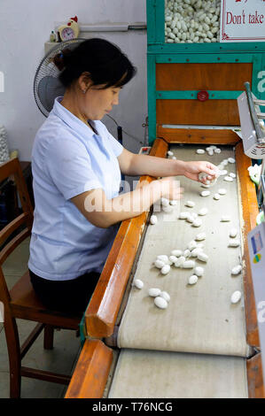 Suzhou, Chine - 12 août 2011 : Avis d'un sélecteur de cocons dans le Suzhou No.1 usine de Soie Banque D'Images