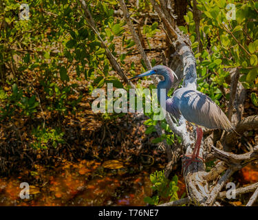 Une aigrette tricolore, également connu sous le nom de Louisiane heron, comme on le voit dans les forêts de mangroves de la Ding Darling Wildlife Refuge sur l'île de Sanibel, en Floride Banque D'Images