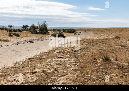 Désert de Gobi, vert des arbres dans le désert, en Mongolie Banque D'Images
