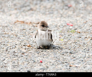 Baby Ã ailes hérissées assis tout seul sur le chemin. Banque D'Images