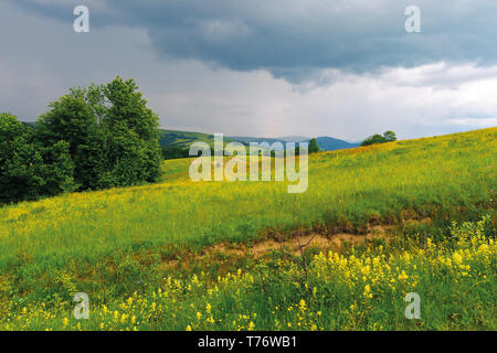 Sombre après-midi d'été dans les montagnes. arbres au bord d'un domaine rural. Magnifique campagne dans des conditions météorologiques avant storm Banque D'Images