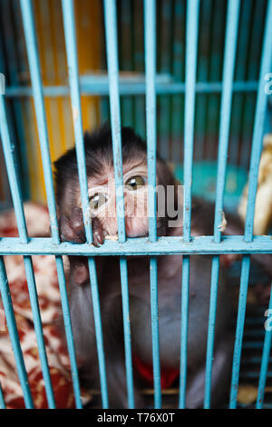 Gros plan de bébé macaque à longue queue, Macaca fascicularis, singe, également connu sous le nom de macaque à longue queue regardant hors d'une cage Banque D'Images