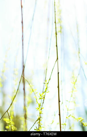 Environnement naturel, jardin botanique de textures et de la bioénergie concept - feuilles vertes au printemps, nature background Banque D'Images