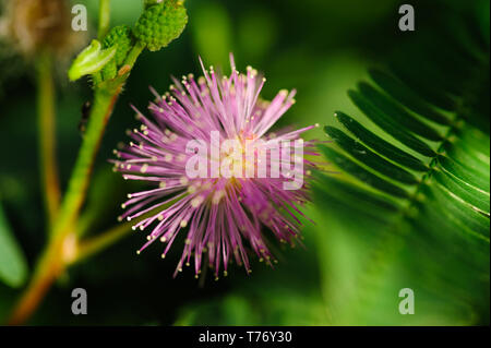 Close up image de fleurs mimosa contre isolés avec des couleurs d'arrière-plan riche et contrastée de détails Banque D'Images