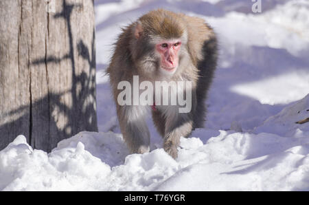 Femme macaque japonais (Macaca fuscata), la marche sur la neige avec la lumière du soleil Banque D'Images