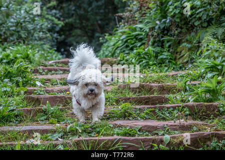 Cockapoo fonctionne en bas des escaliers en pierre Banque D'Images