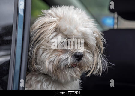 Cockapoo alerte Banque D'Images