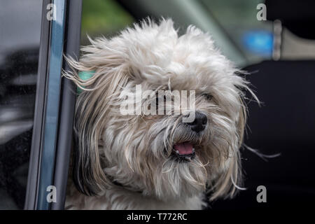 Cockapoo exécute dans les escaliers Banque D'Images