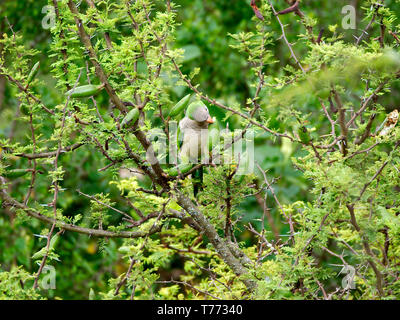 Une perruche moine (Myiopsitta monachus) de manger les fruits d'un arbre (Vachellia espinillo caven) à Rio Ceballos, Cordoba, Argentine. Banque D'Images