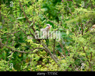 Une perruche moine (Myiopsitta monachus) de manger les fruits d'un arbre (Vachellia espinillo caven) à Rio Ceballos, Cordoba, Argentine. Banque D'Images