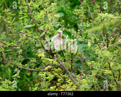 Une perruche moine (Myiopsitta monachus) de manger les fruits d'un arbre (Vachellia espinillo caven) à Rio Ceballos, Cordoba, Argentine. Banque D'Images