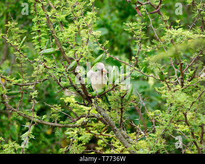 Une perruche moine (Myiopsitta monachus) de manger les fruits d'un arbre (Vachellia espinillo caven) à Rio Ceballos, Cordoba, Argentine. Banque D'Images