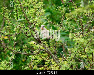 Une perruche moine (Myiopsitta monachus) de manger les fruits d'un arbre (Vachellia espinillo caven) à Rio Ceballos, Cordoba, Argentine. Banque D'Images