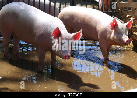 Photo de porcs domestiques derrière la cage de fer dans une ferme dans un jour d'été ensoleillé Banque D'Images