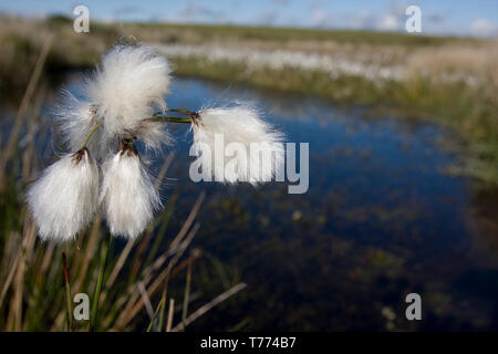 La linaigrette (Eriophorum commun angusti folium) poussant dans les tourbières par l'étang, la péninsule de Gower, Nouvelle-Galles du Sud Banque D'Images